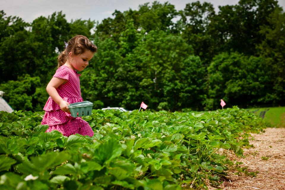 Head to Morgantown for Strawberry Season, Taste of Weaver's & Summer ...