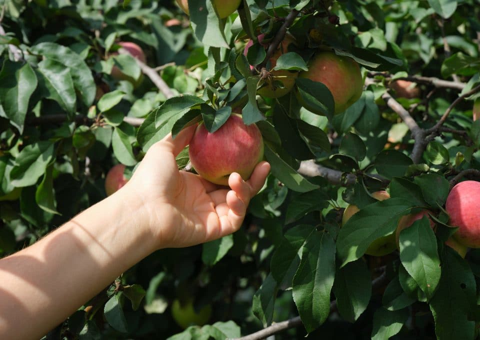 apple picking in PA