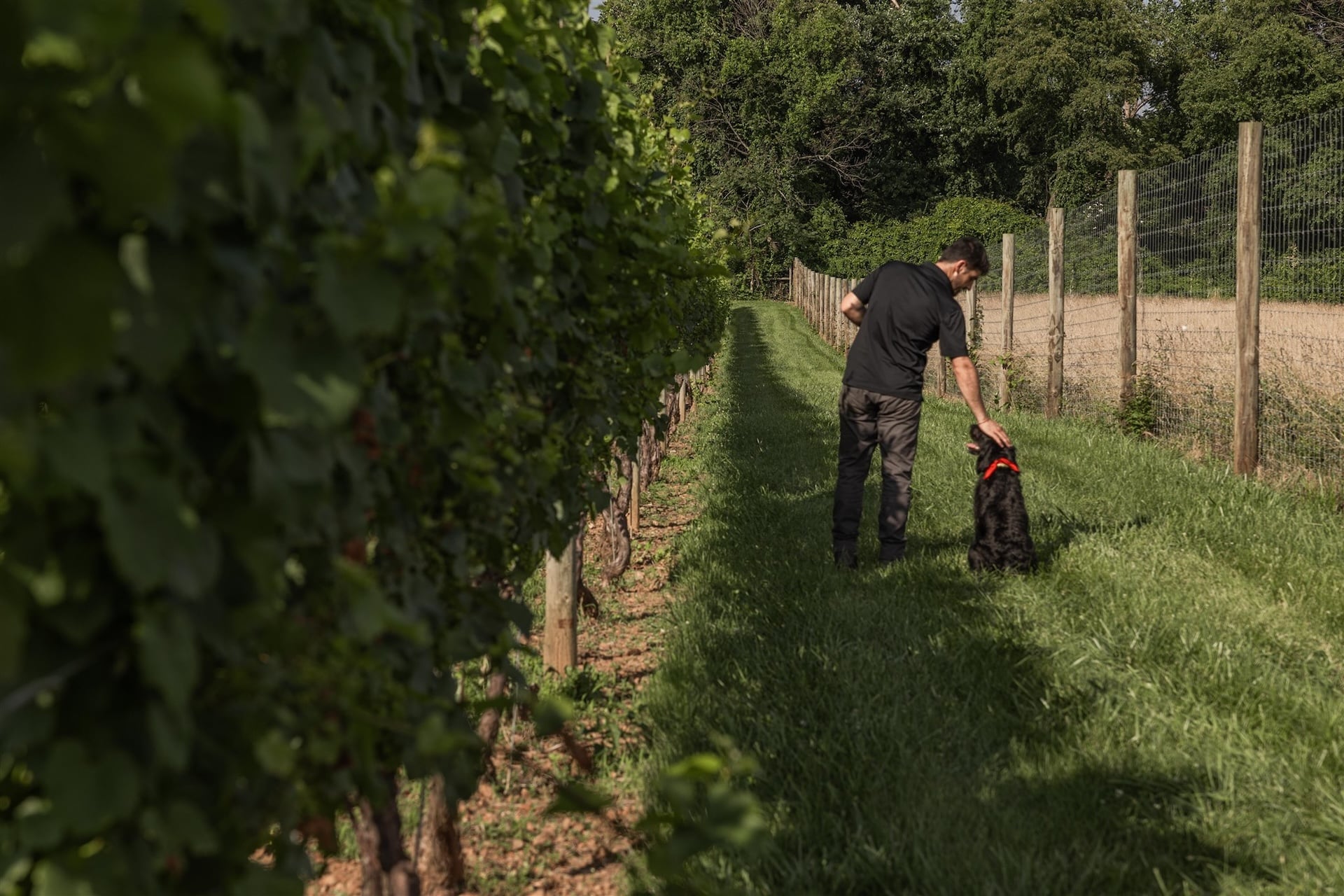 Penns Woods Winery Davide Creato vineyard