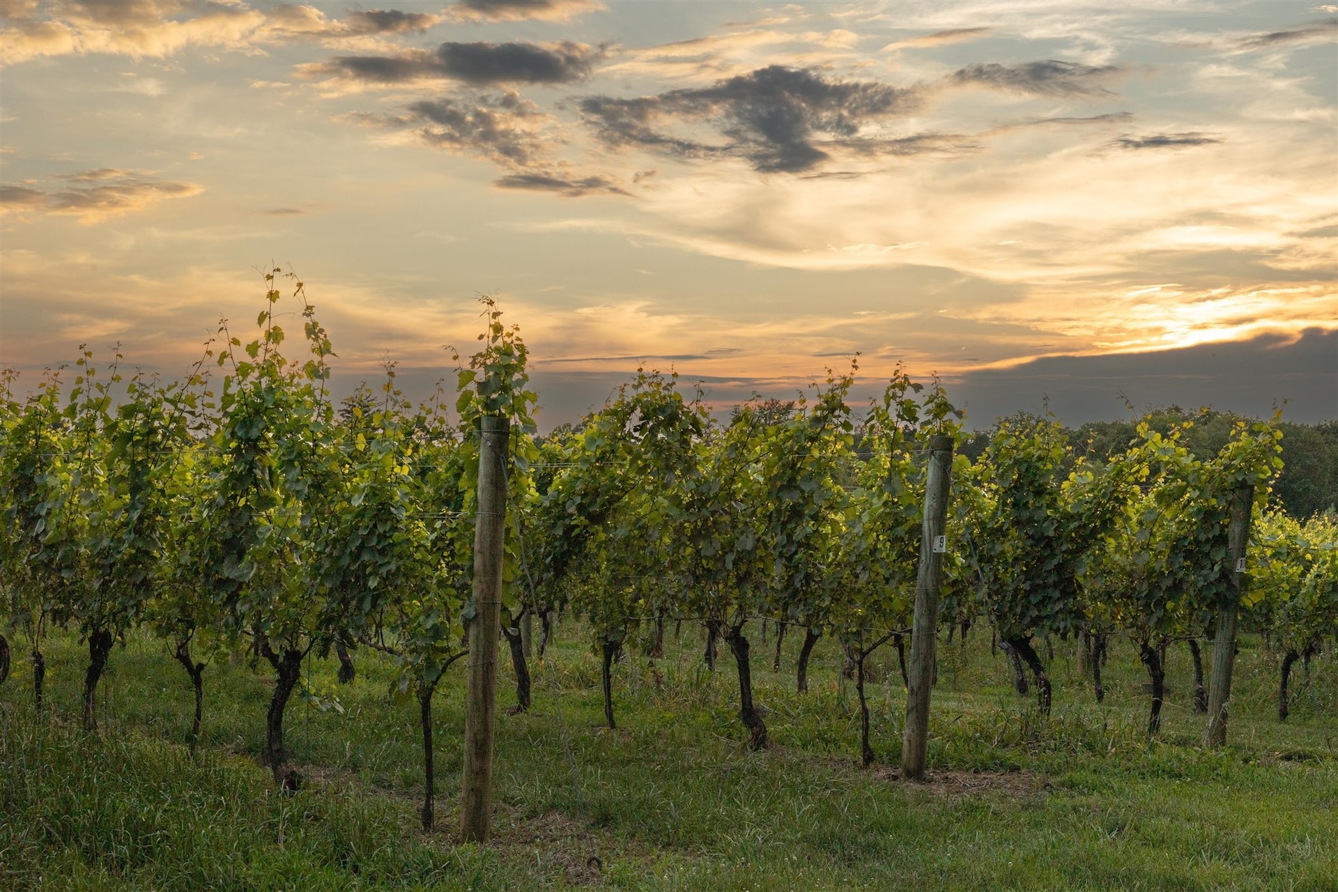 Penns Woods Winery vineyard grapes vines sunset sky