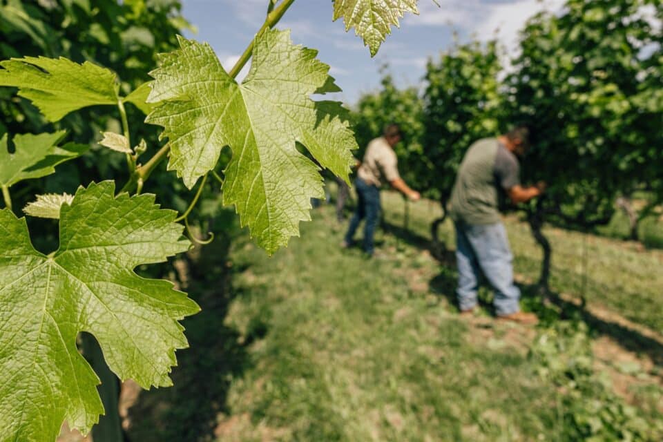 Penns Woods Winery vineyard leaves vines wine grape