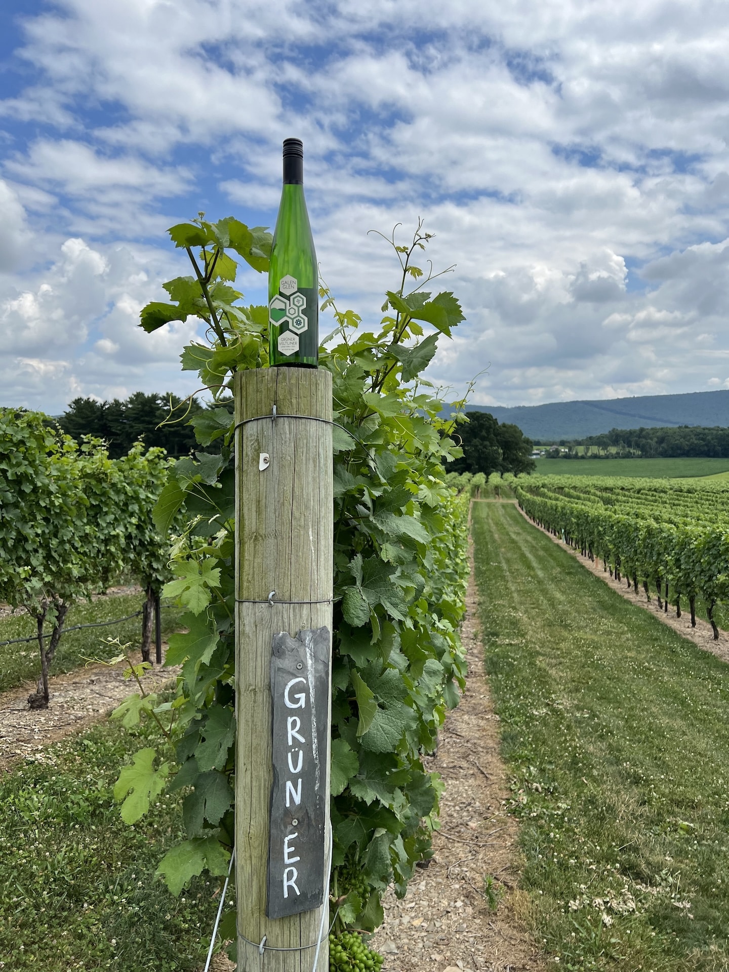 Galen Glen Winery gruner veltliner vineyard post vines grapes