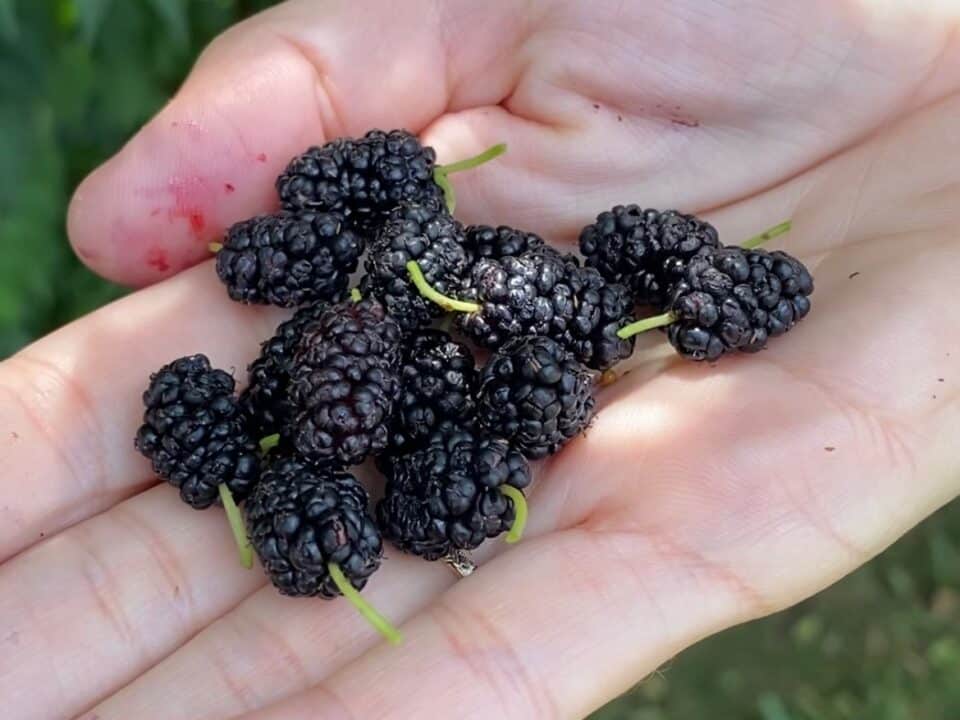 mulberries mulberry tree forage pennsylvania