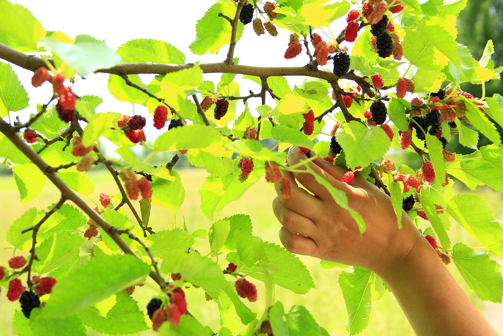 Female hand plucking ripe mulberry from tree. Berries of mulberry. Mulberry tree with ripe berries. Collecting crop of sweet berries hanging on tree