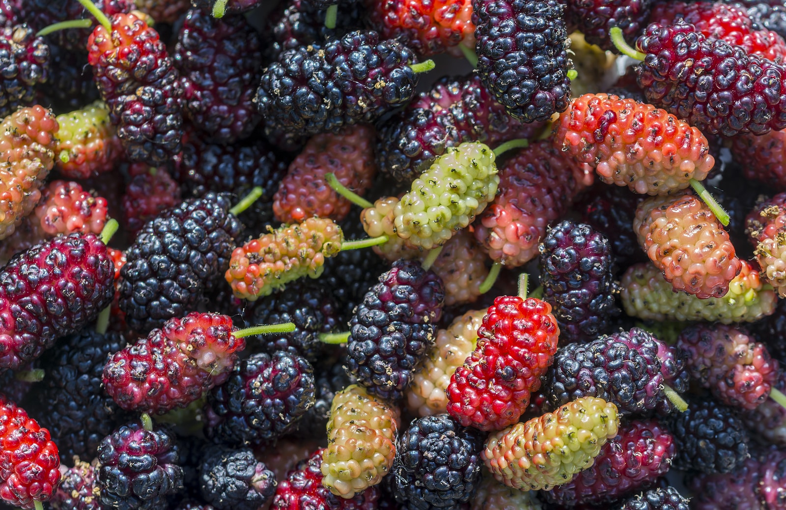 Fresh mulberry berry closeup fruit, branch of ripe mulberry fruit