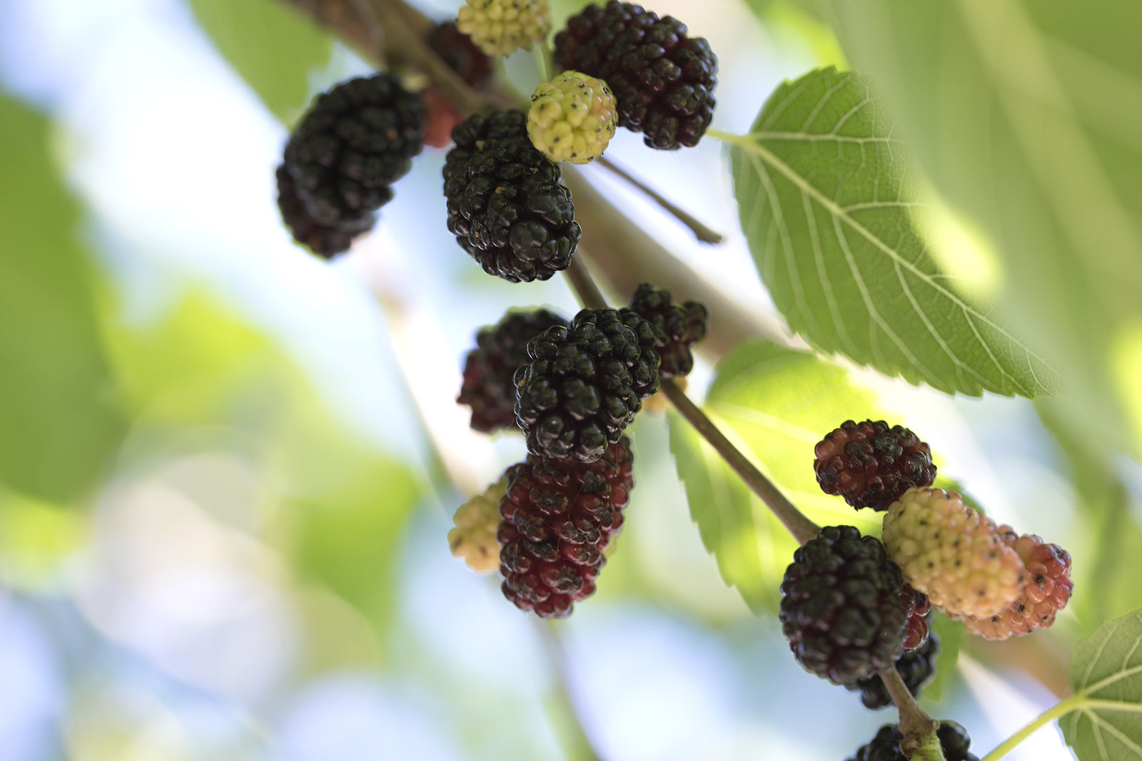 Mulberry fruit and green leaves on the tree. Mulberry this a fruit and can be eaten in have a red and purple color. Mulberry is delicious and sweet nature.