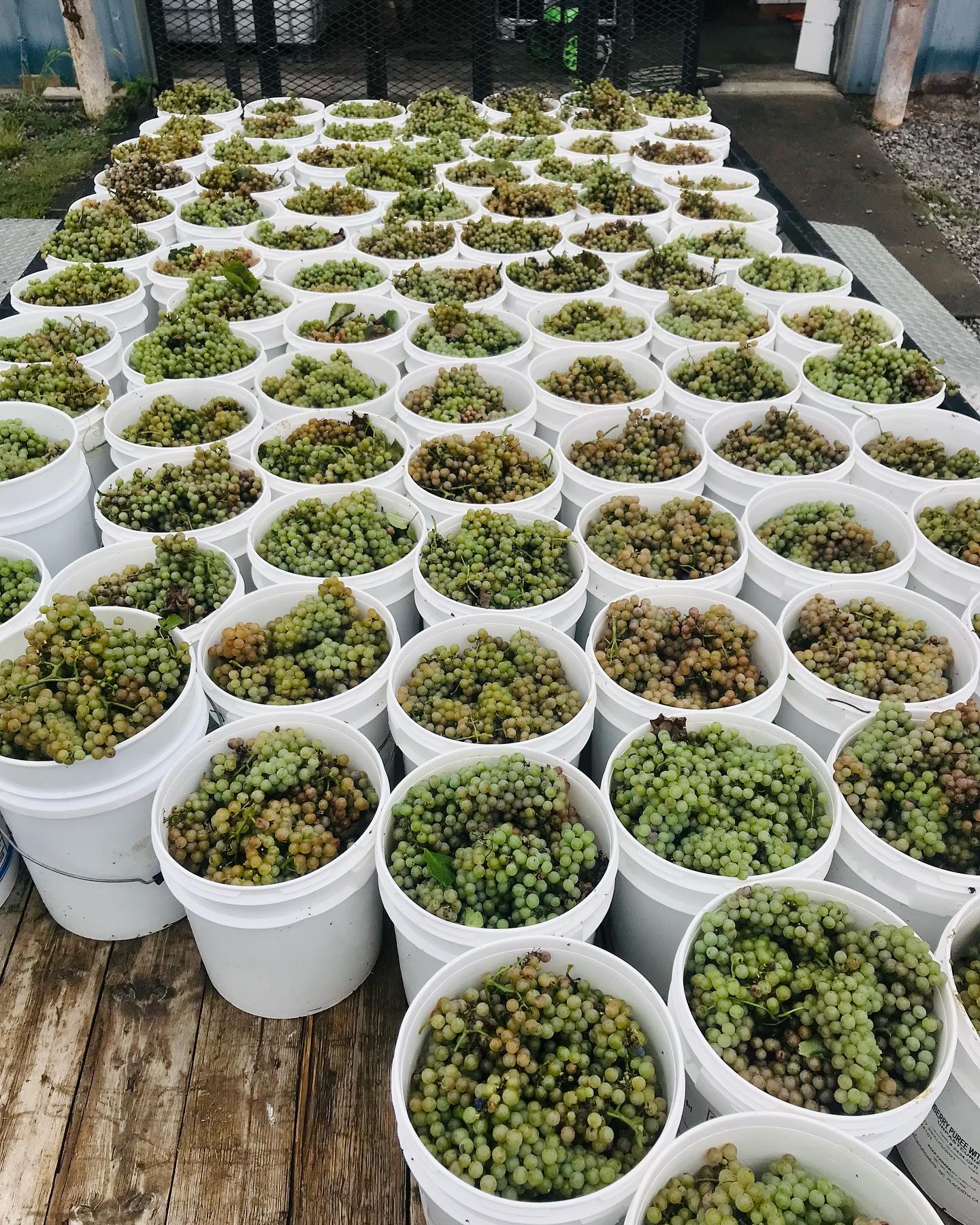 wine grapes in buckets