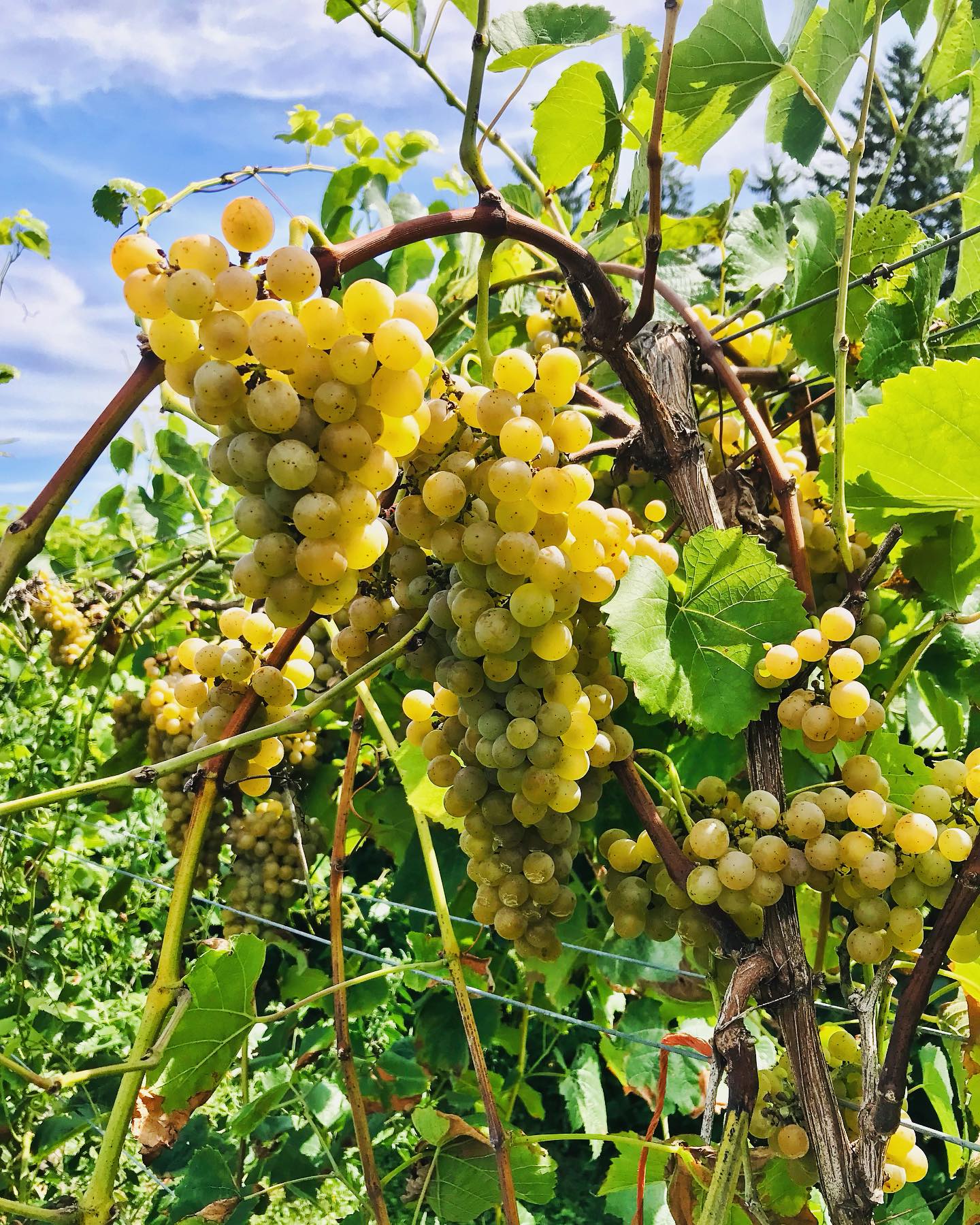 grapes on vine at Juniata Valley Winery