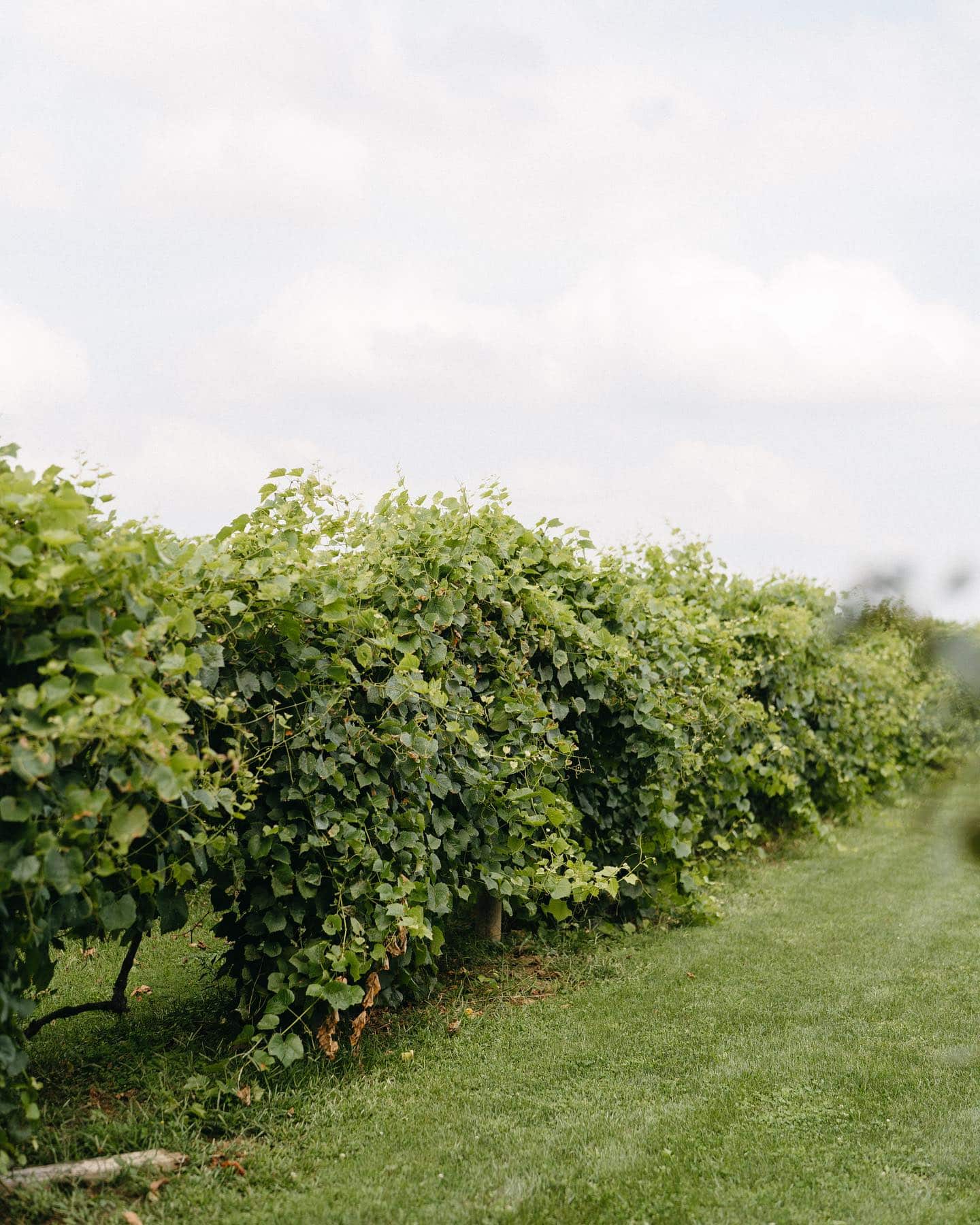 vines at Juniata Valley Winery