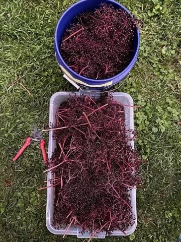 Elderberry crop at Hollow Creek Farm.