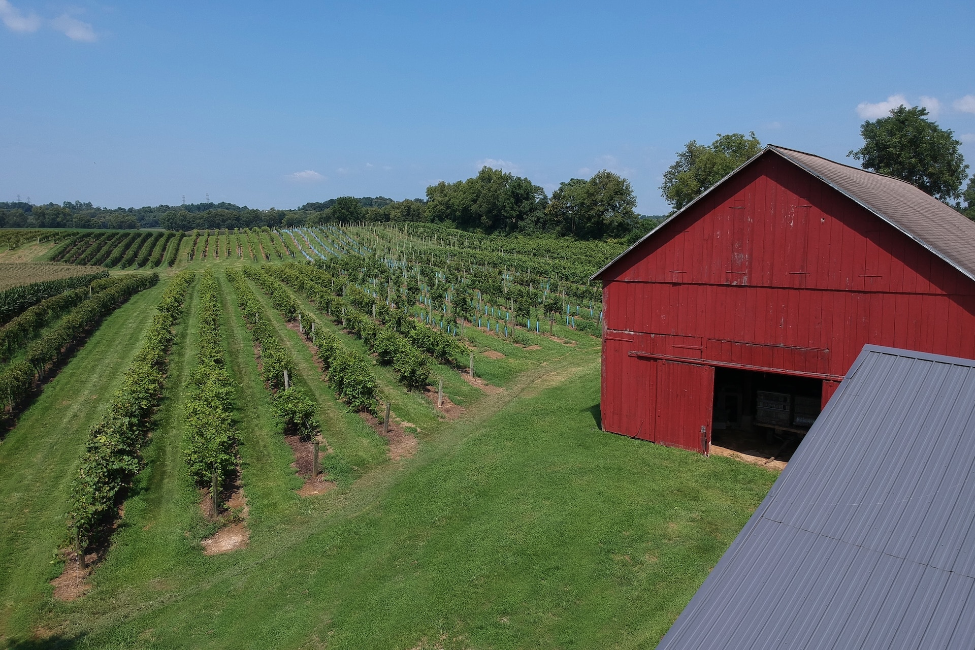 The Nissley Vineyards vines and red barn.