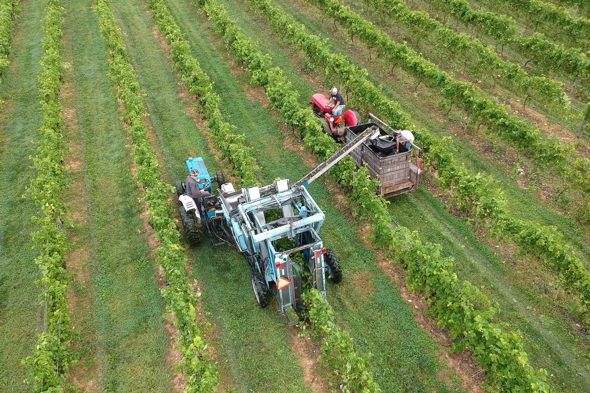 Aerial of farmers working the vines at Nissley Vineyards.