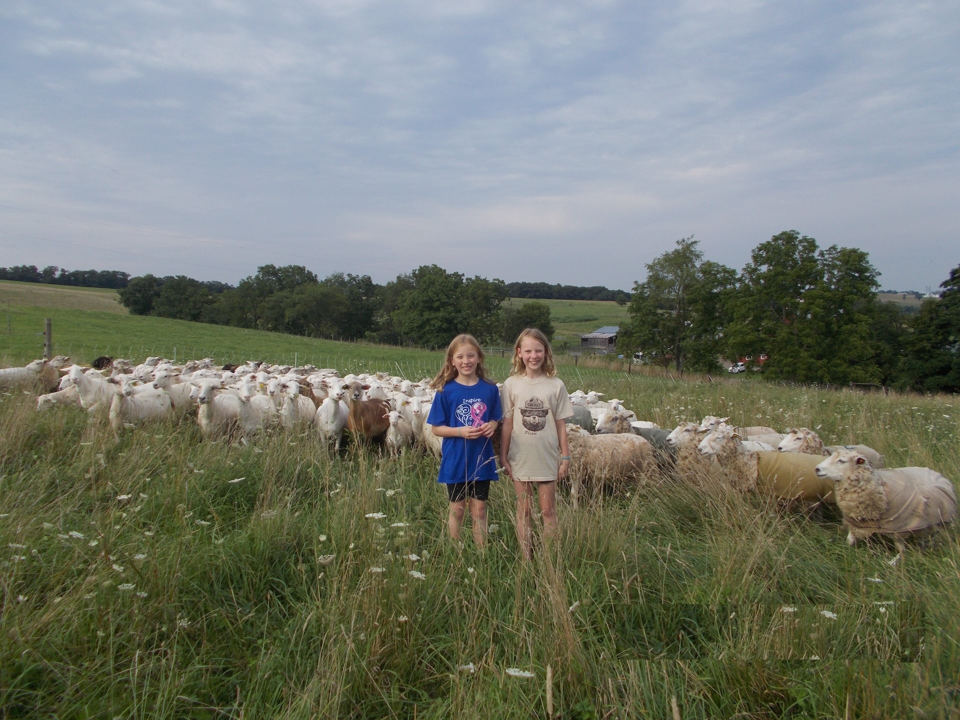 Two girls stand with the sheep in the pasture at Owens Farm.