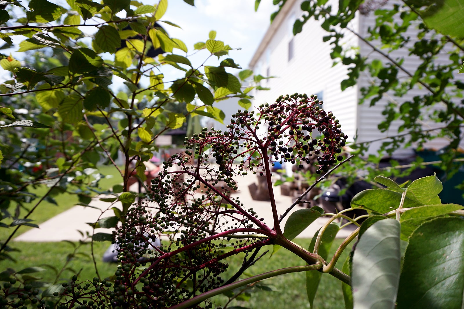 A cluster of black elderberries ripens on an elderberry bushes (Sambucus sp), in a garden.