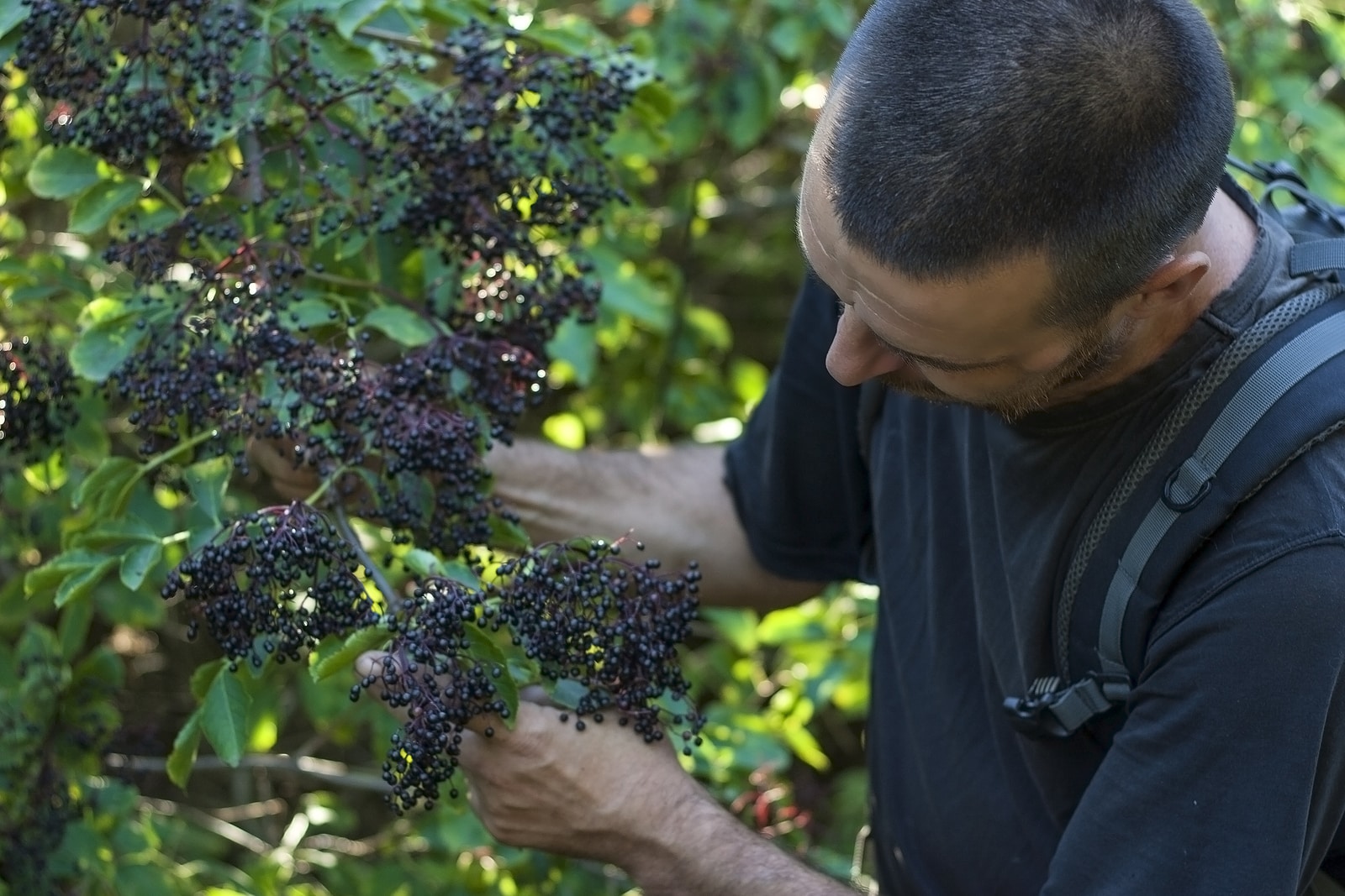 A man examines elderberry on a tree.