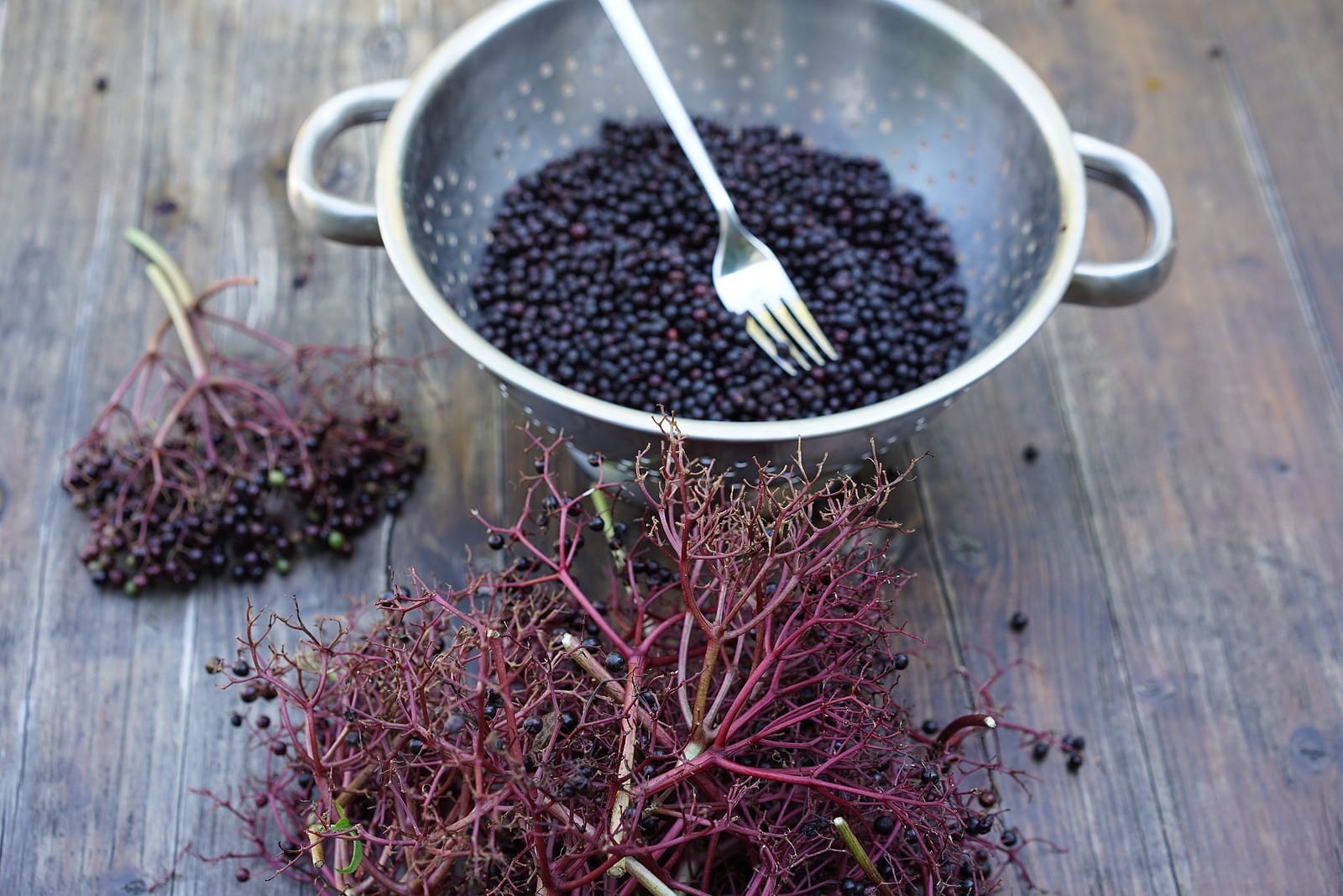 Elderberries in colander, that have been stripped off by running a kitchen fork through the stem of bunch and then discards the stalks. 