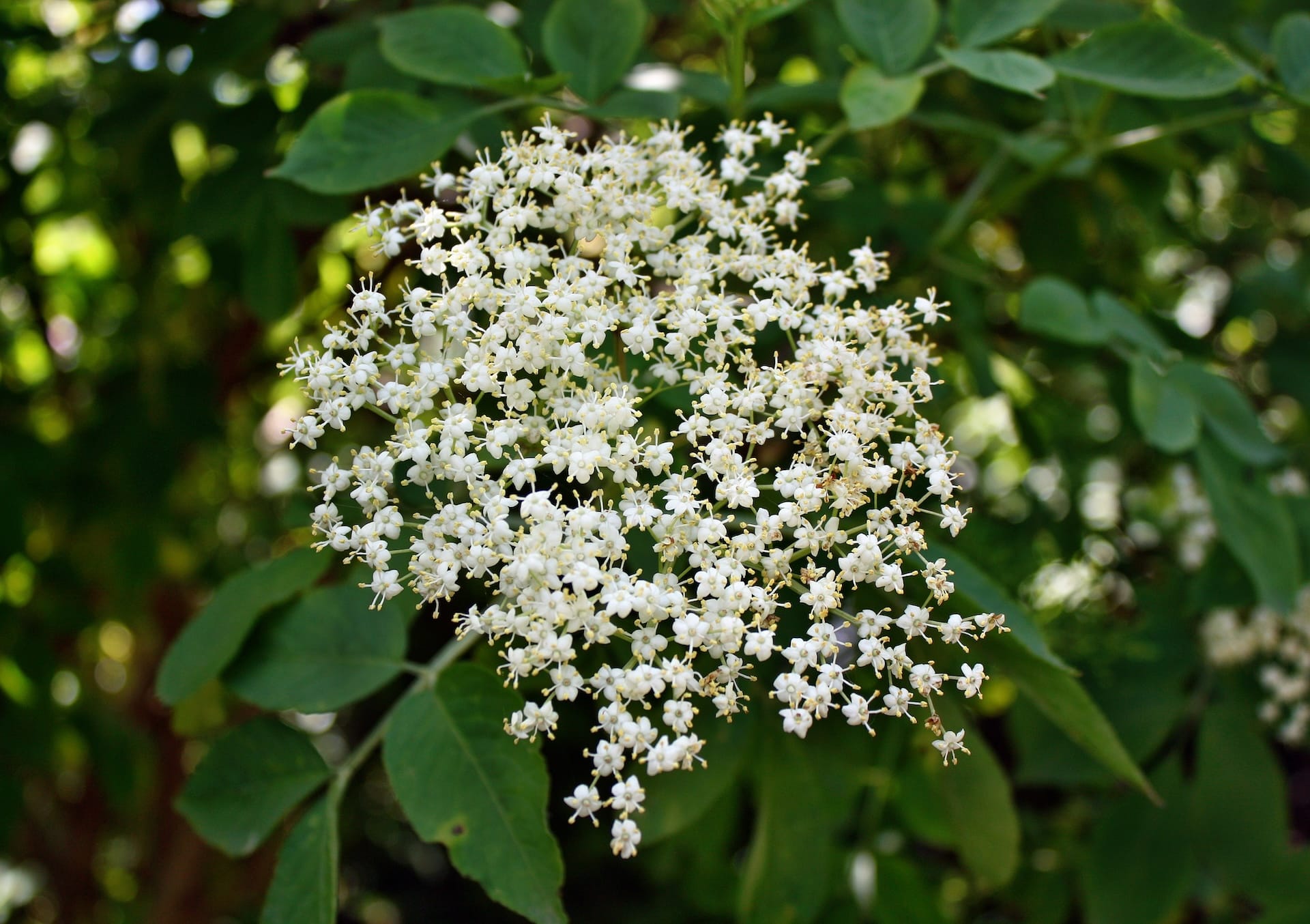 Elderberry flower head of sambucus nigra.