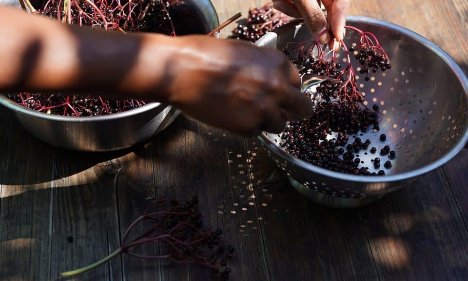 Woman holds elderberries, preparing to clean them.