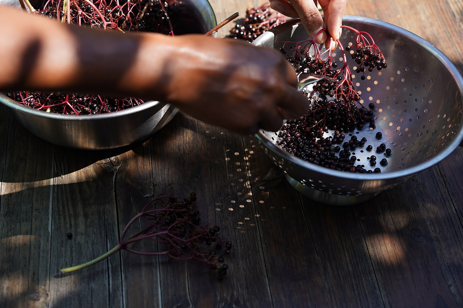 Woman holds the stem of each bunch of elderberries and run a kitchen fork through it to strip off the berries and then discards the stalks.