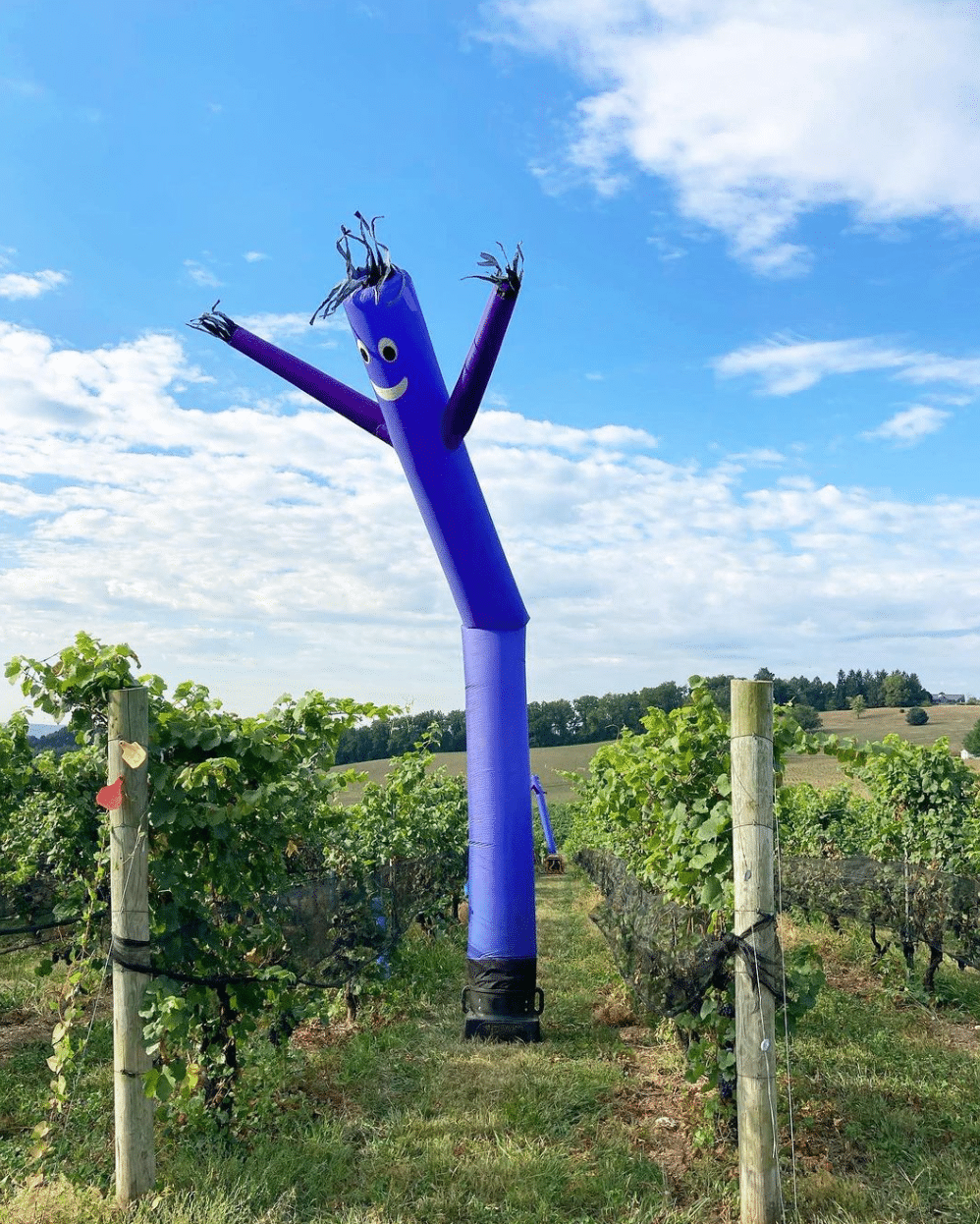 A dancing blow-up figure in the Setter Ridge vineyards.