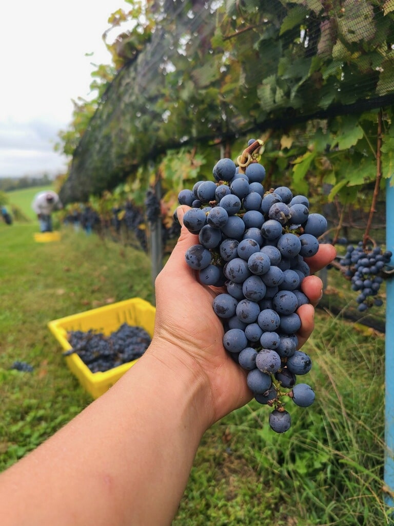 Purple grapes held in the Setter Ridge vineyards during harvest.