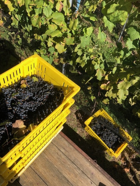 Lugs of grapes during harvest at Setter Ridge vineyards.