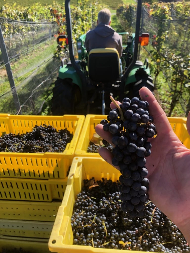 Grapes in lugs, pulled by a tractor during harvest at Setter Ridge Vineyards.