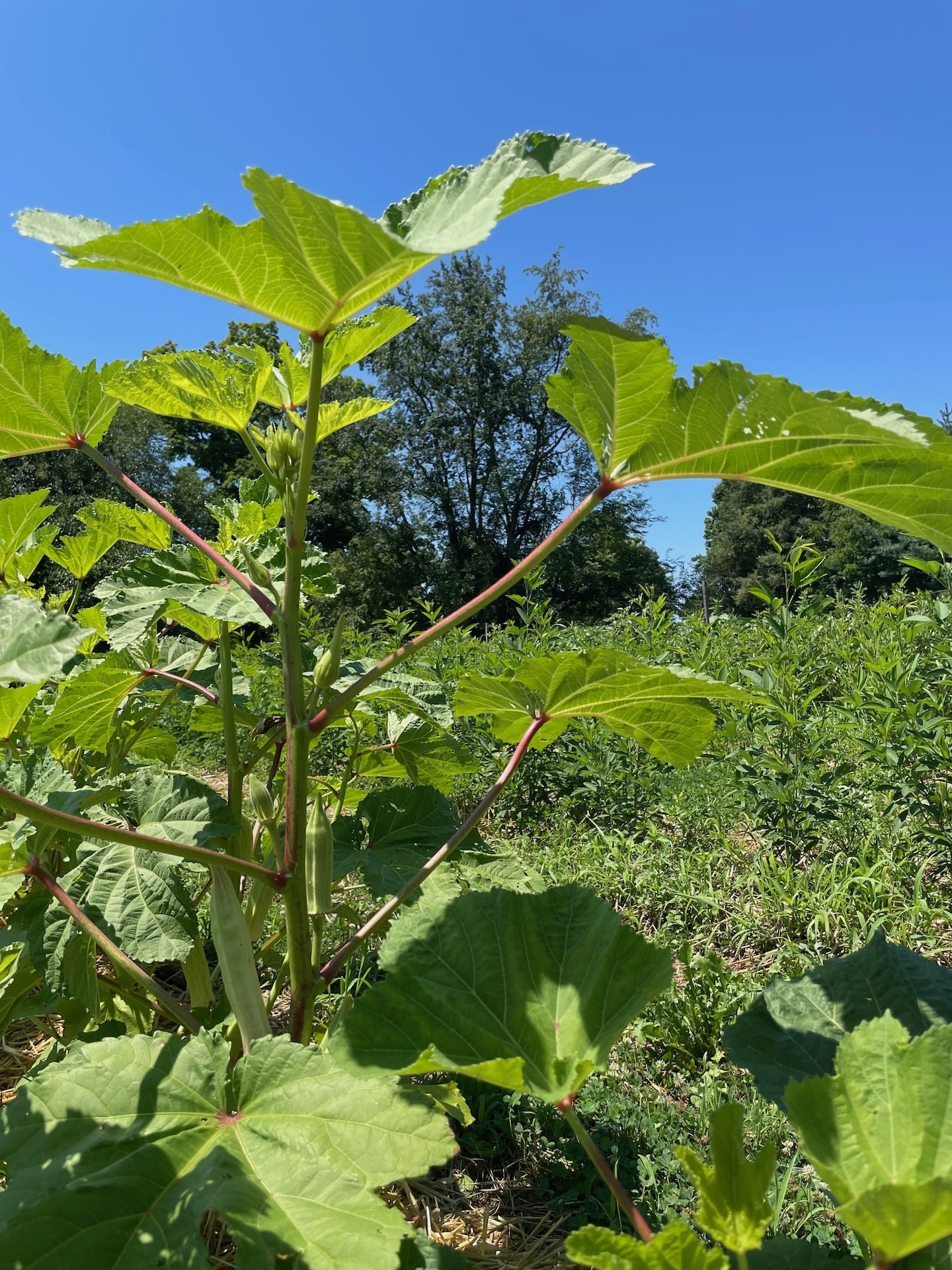 Okra growing at Truelove Seeds.