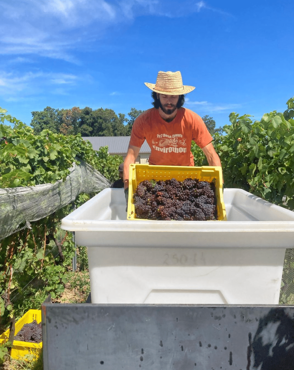 A man holds grapes during harvest at Setter Ridge Vineyards.