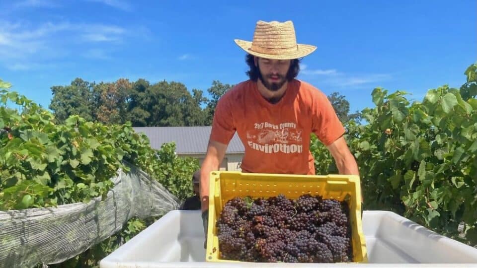 A man harvesting grapes at Setter Ridge Vineyards.