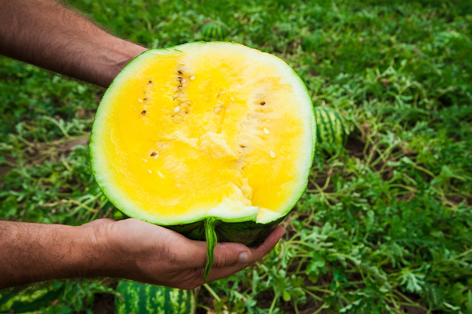 Yellow watermelon held by a farmer.