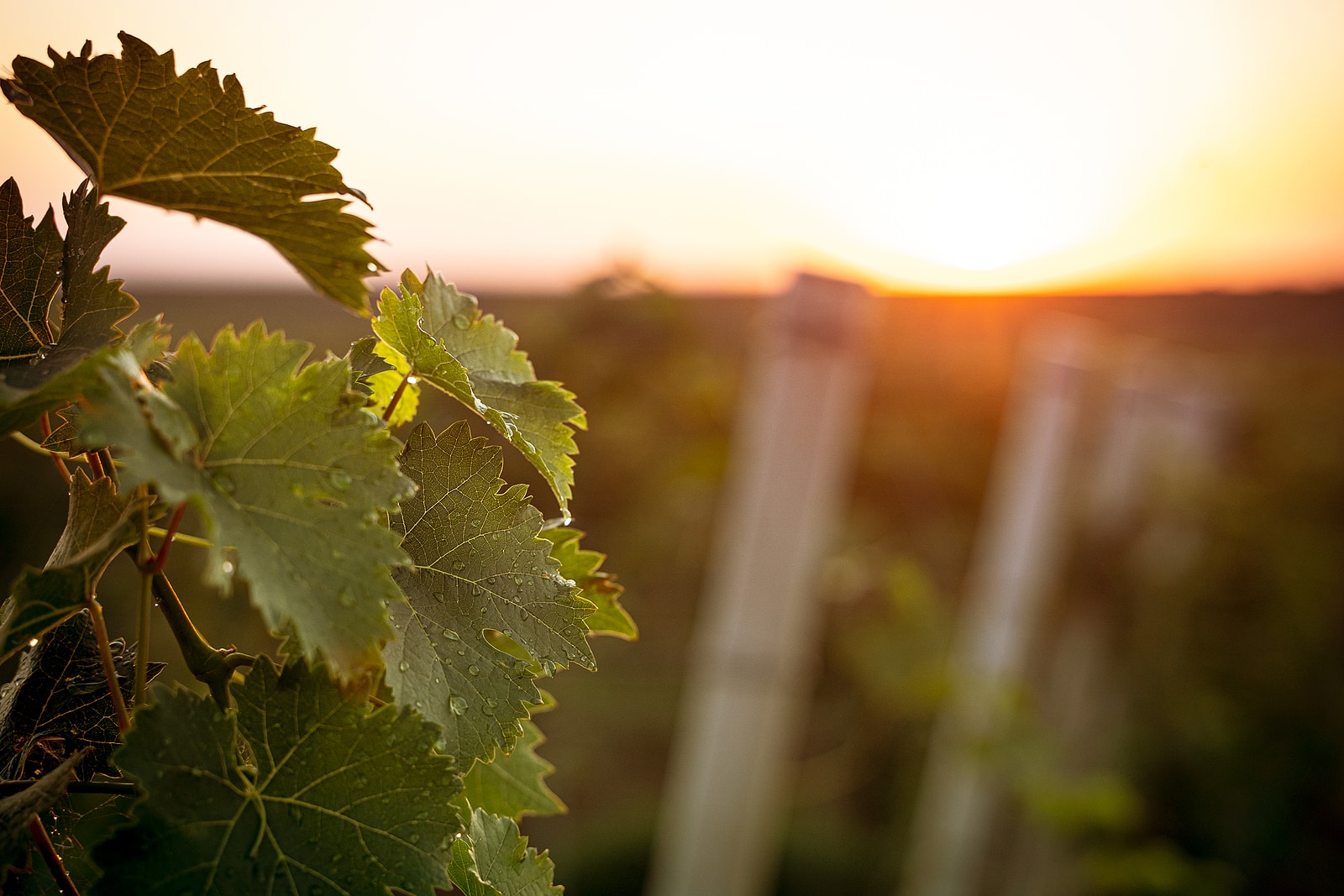 Closeup of vine leaves covered in rain drops in the light of morning with the vineyard rows in the background.