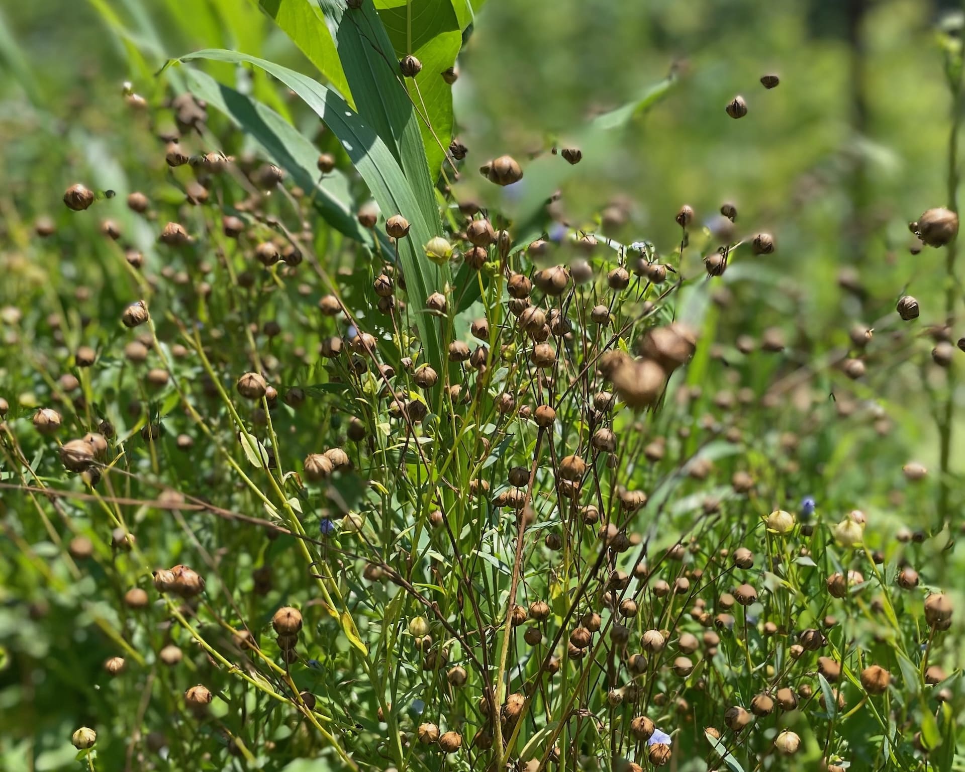 Flax growing at Truelove Seeds.