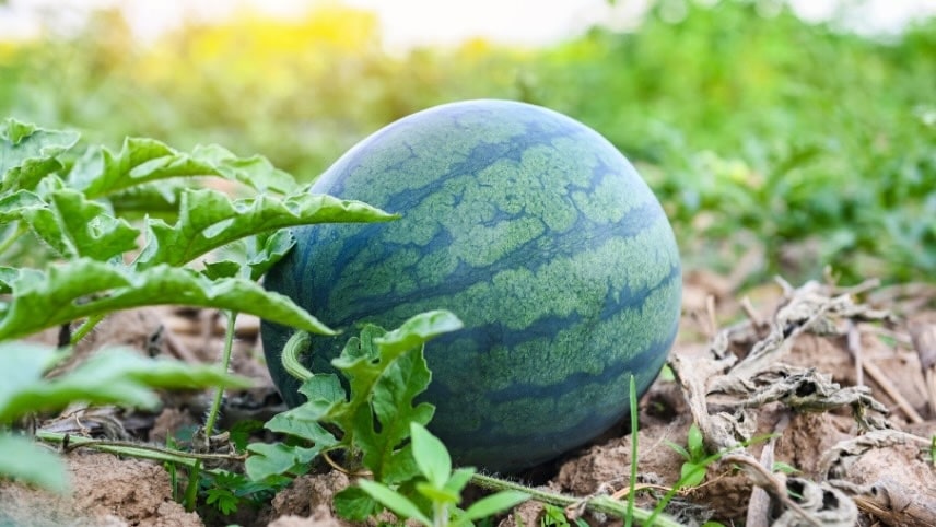 A watermelon growing in a field.