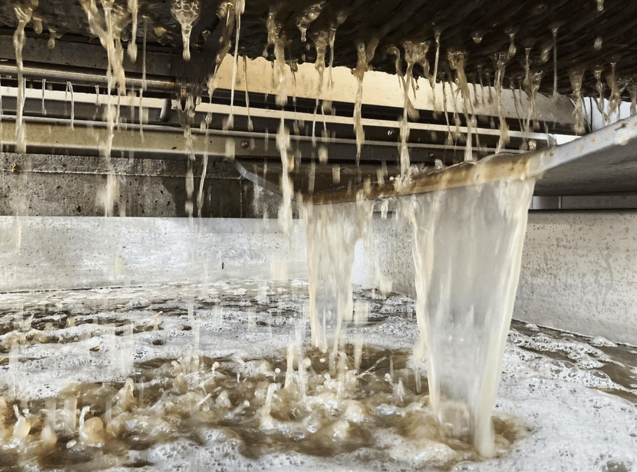 White grapes being pressed at Setter Ridge Vineyards.