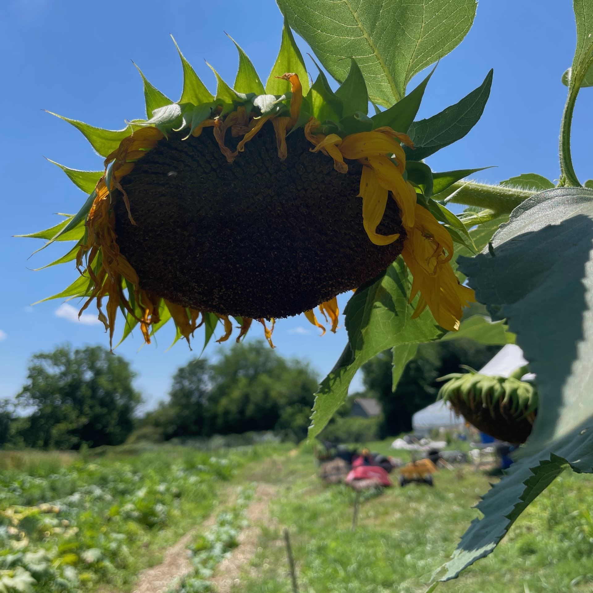 A sunflower at Truelove Seeds farm.