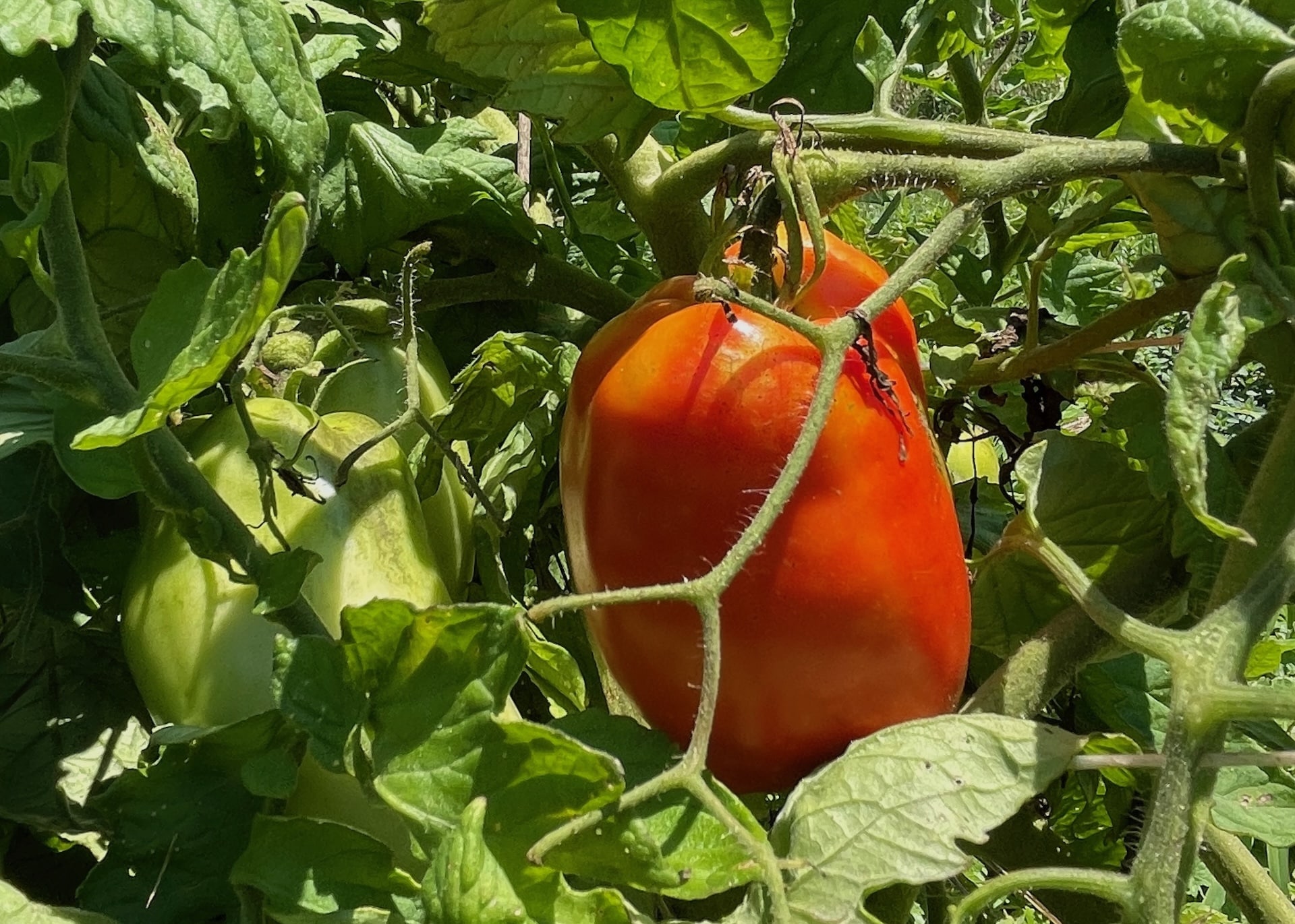 Tomato growing at Truelove Seeds.