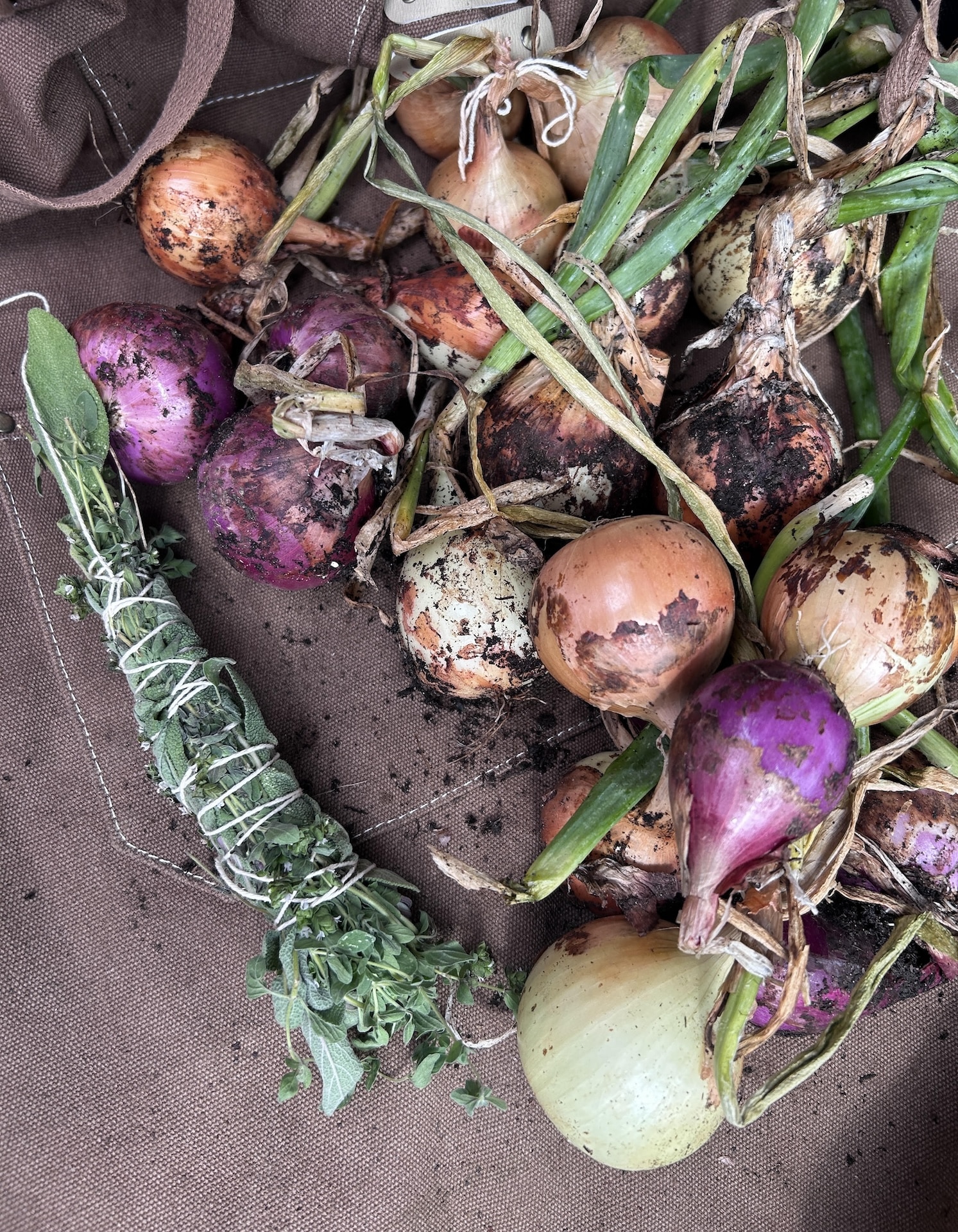 S.O.W.'s first onion harvest.