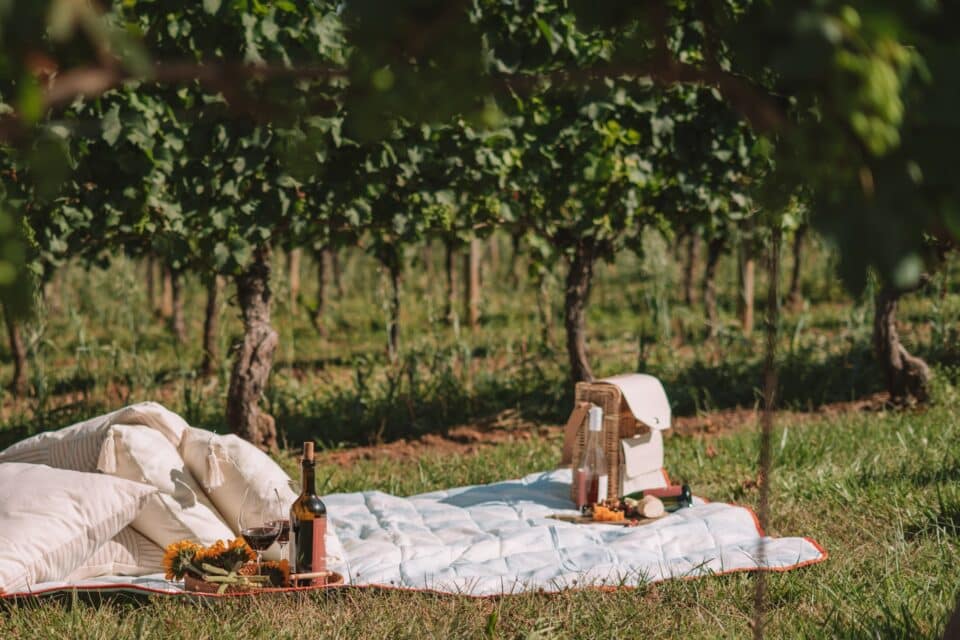 Picnic in a Pennsylvania vineyard/winery.