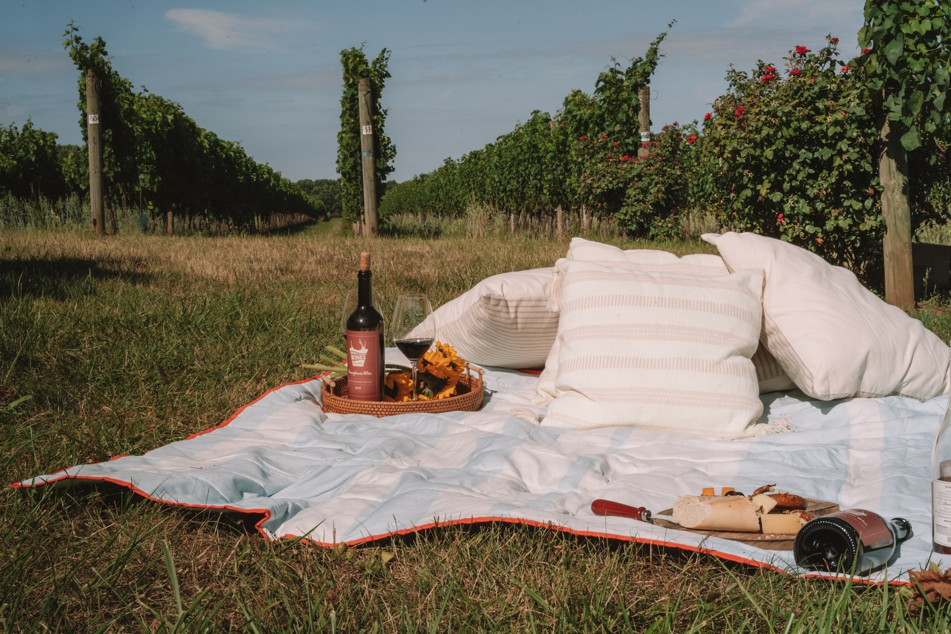 Picnic with red wine in a vineyard.