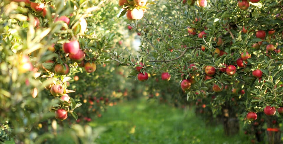 Ripe apples in an orchard.