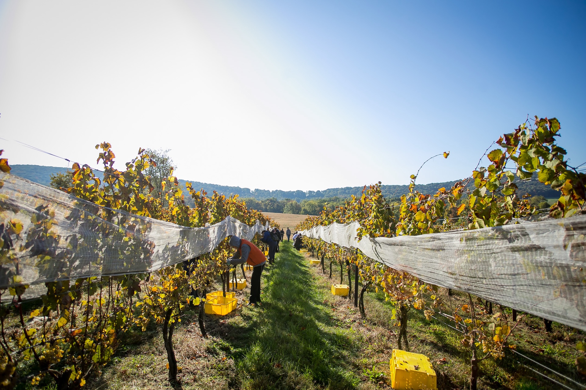 Grape harvest from netted grapevines at Armstrong Valley Vineyard & Winery.