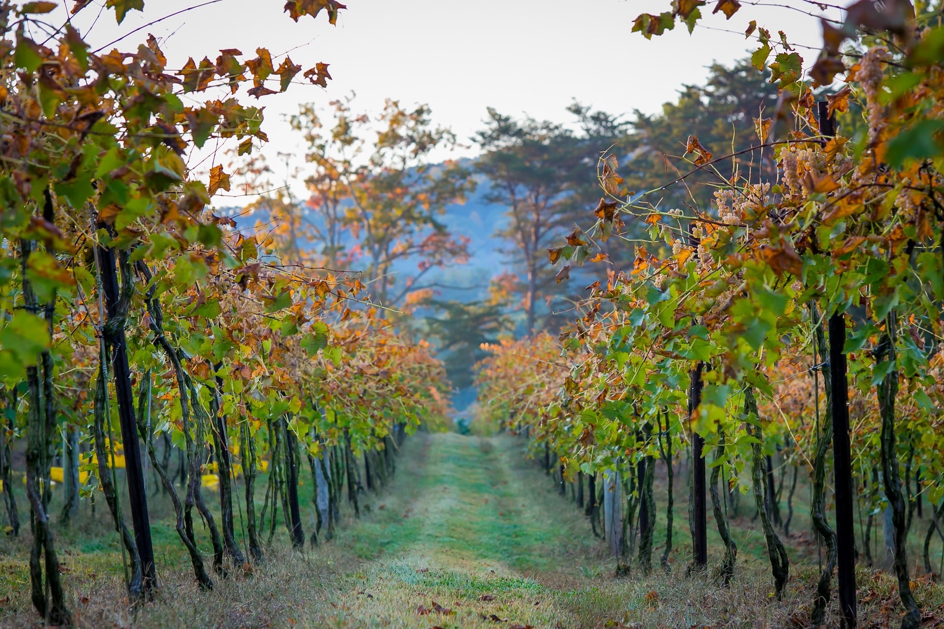 Vineyard of Armstrong Valley Vineyard & Winery.