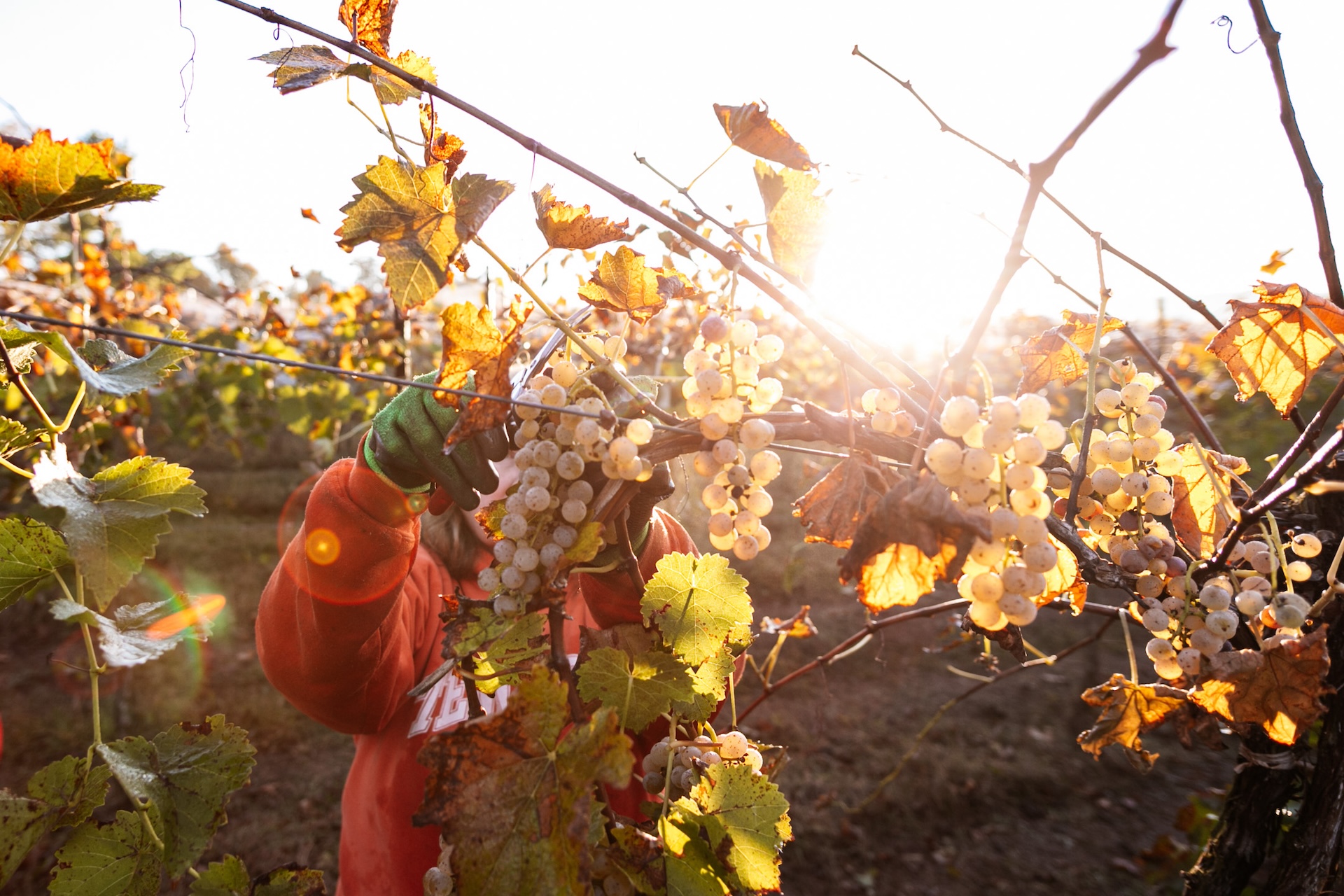 Harvest at Armstrong Valley Vineyard & Winery.