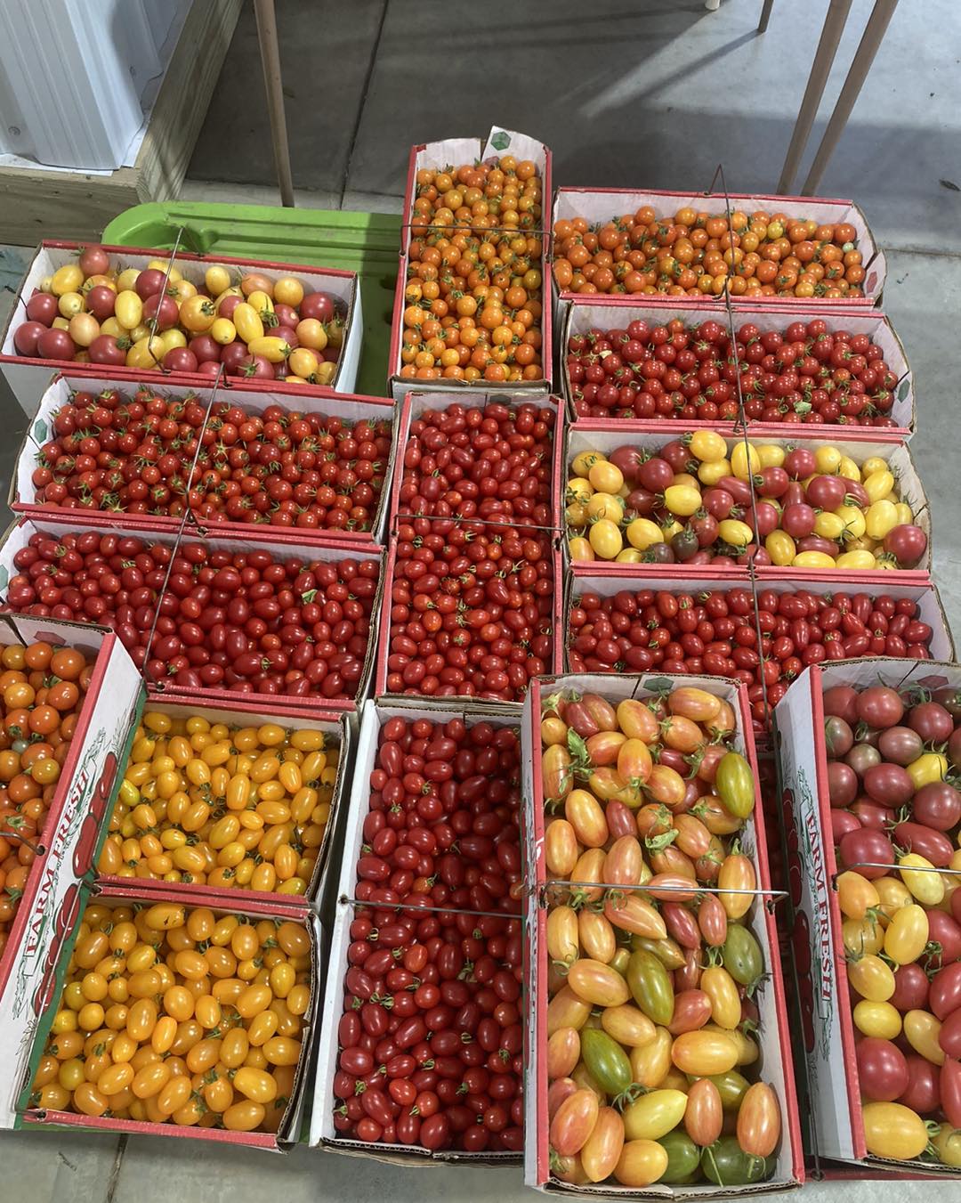 An assortment of tomatoes at Harvest Valley Farms.