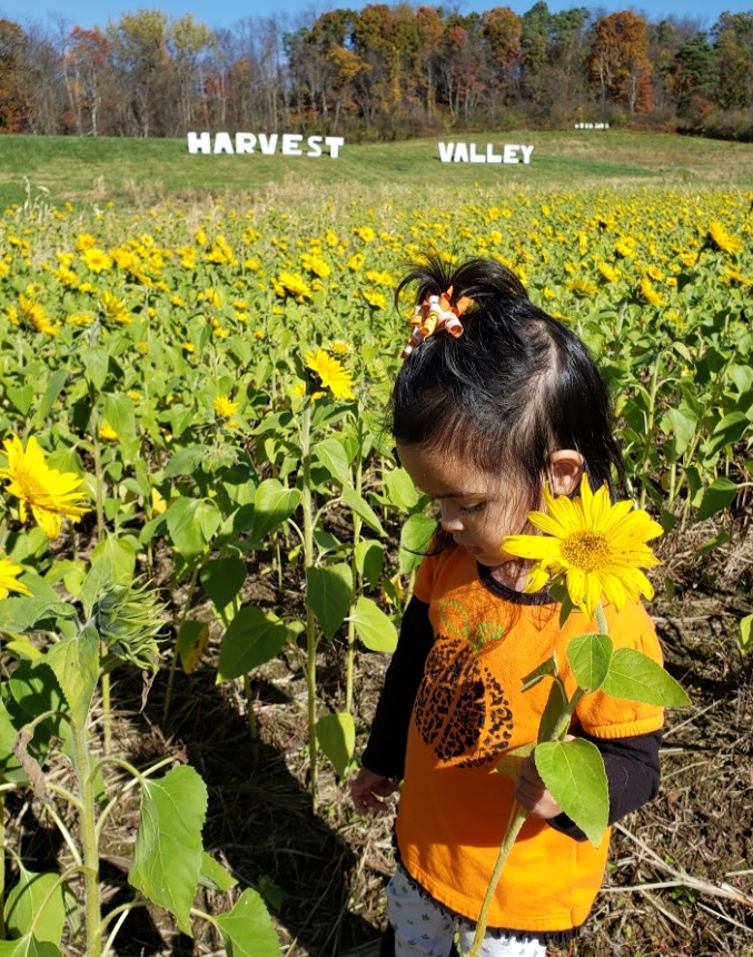 A little girl in sunflower field at Harvest Valley Farms. 