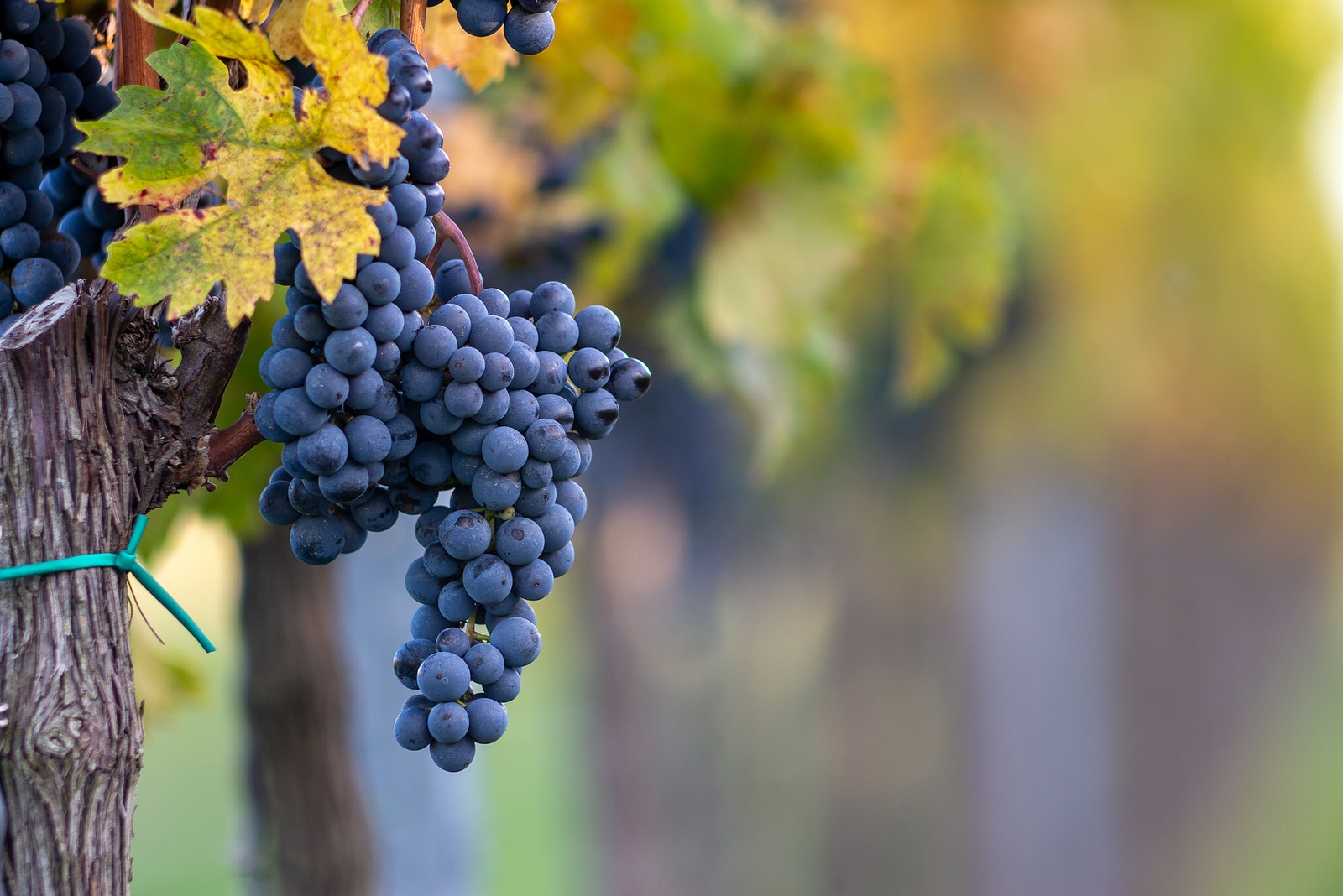 Cabernet Franc grapes