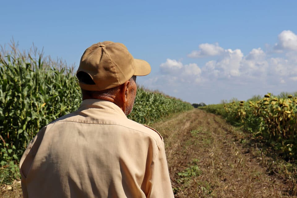 Old farmer stands on a rural road between corn and sunflower field, back view. Elderly man in baseball cap inspects the crop, high corn stalks, good harvest.