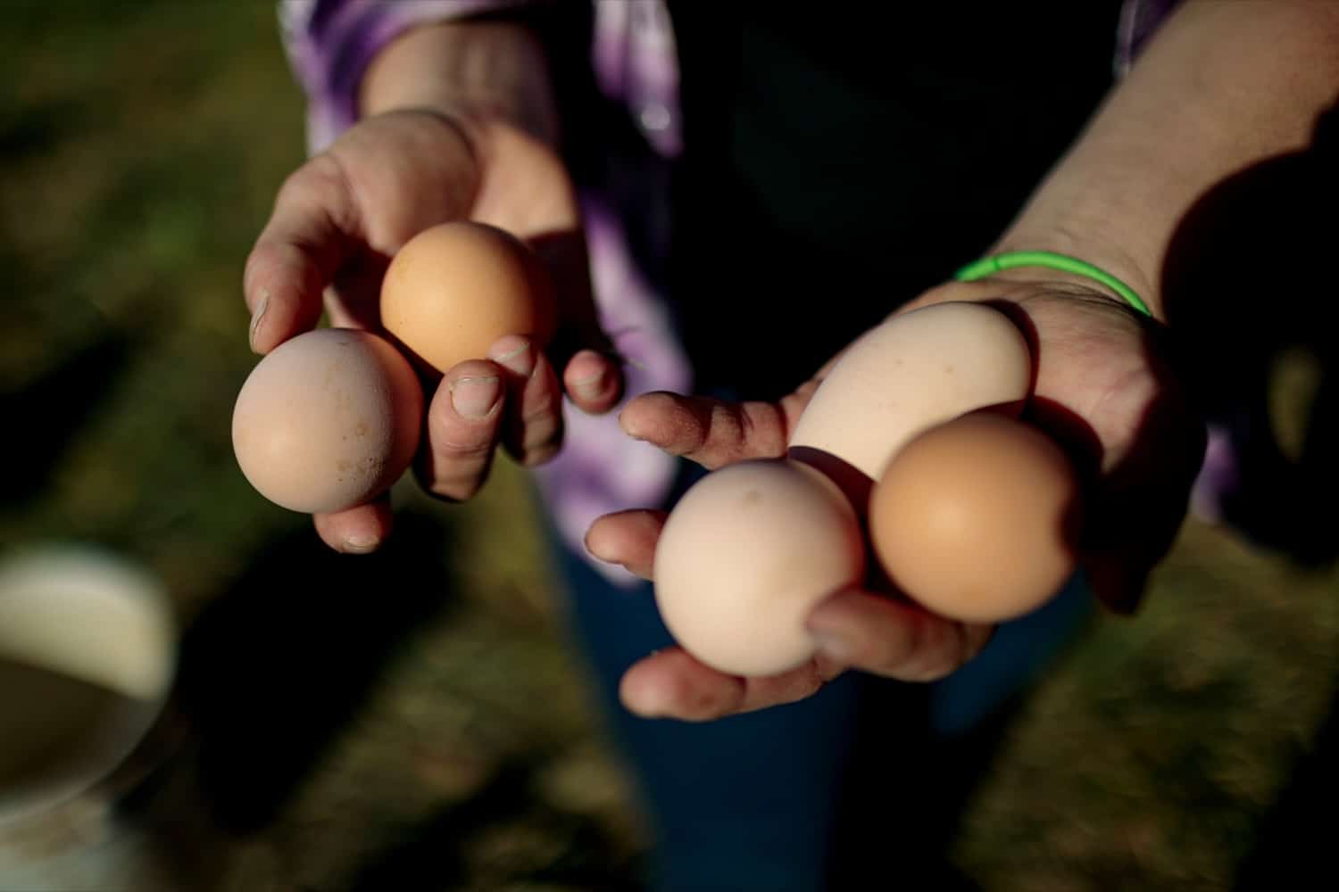 Liz Wagner, owner-operator of Crooked Row Farm, gathers eggs at the farm in Orefield on Friday, November 20, 2020.