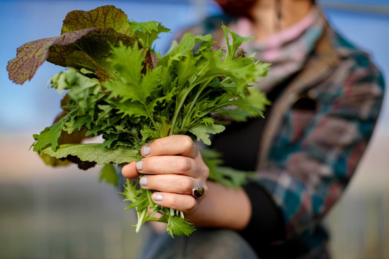 Andeana Gonzales 31, farm hand with Crooked Row Farm, holds fresh-cut greens on the farm in Orefield on Friday, November 20, 2020.